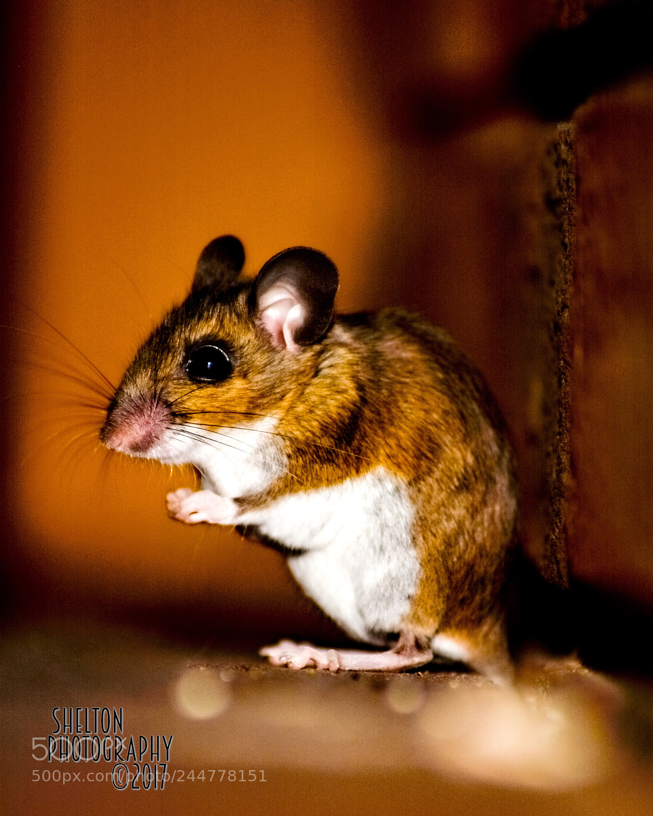 Nikon D7100 sample photo. A mouse i found photography