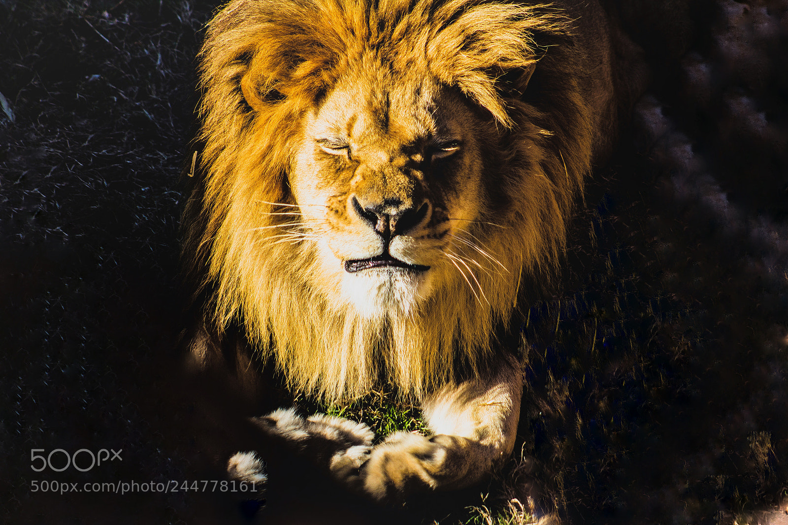 Canon EOS 60D sample photo. King of the jungle photography