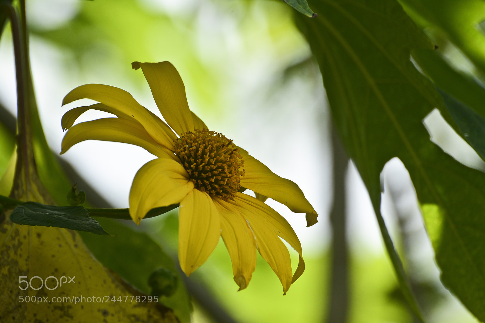 Nikon D7100 sample photo. Untitled photography