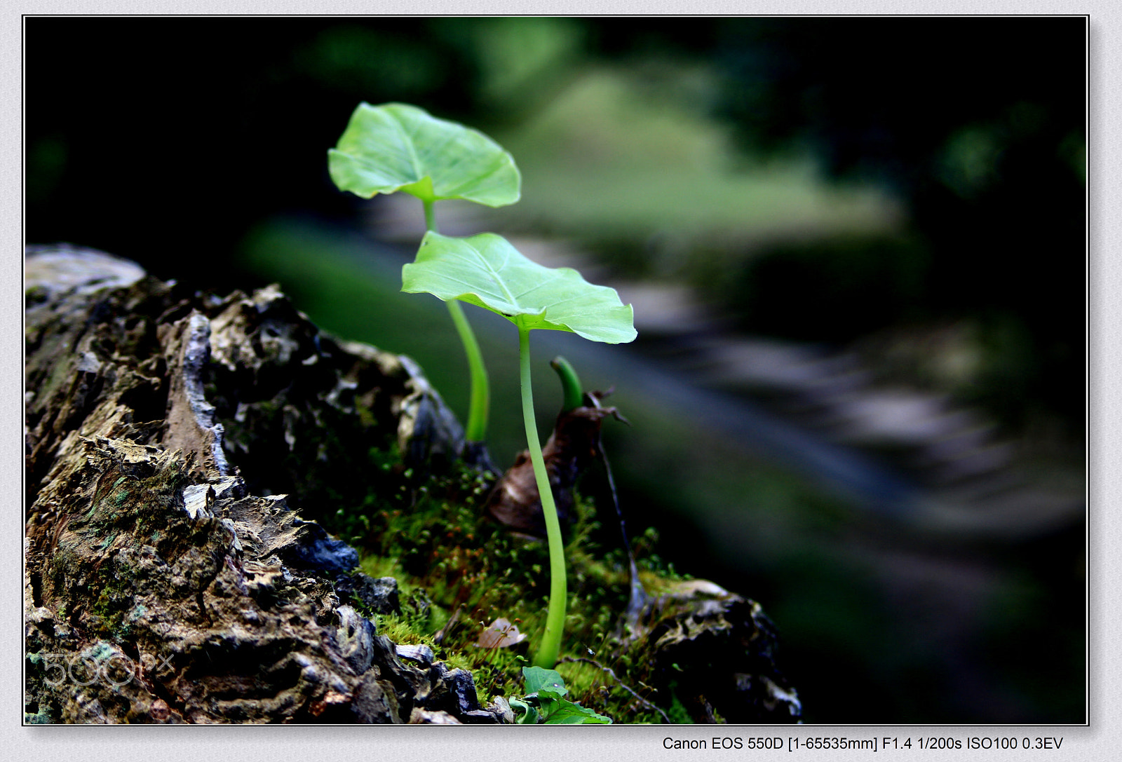 Canon EF 35-80mm f/4-5.6 sample photo. 相知相惜 photography