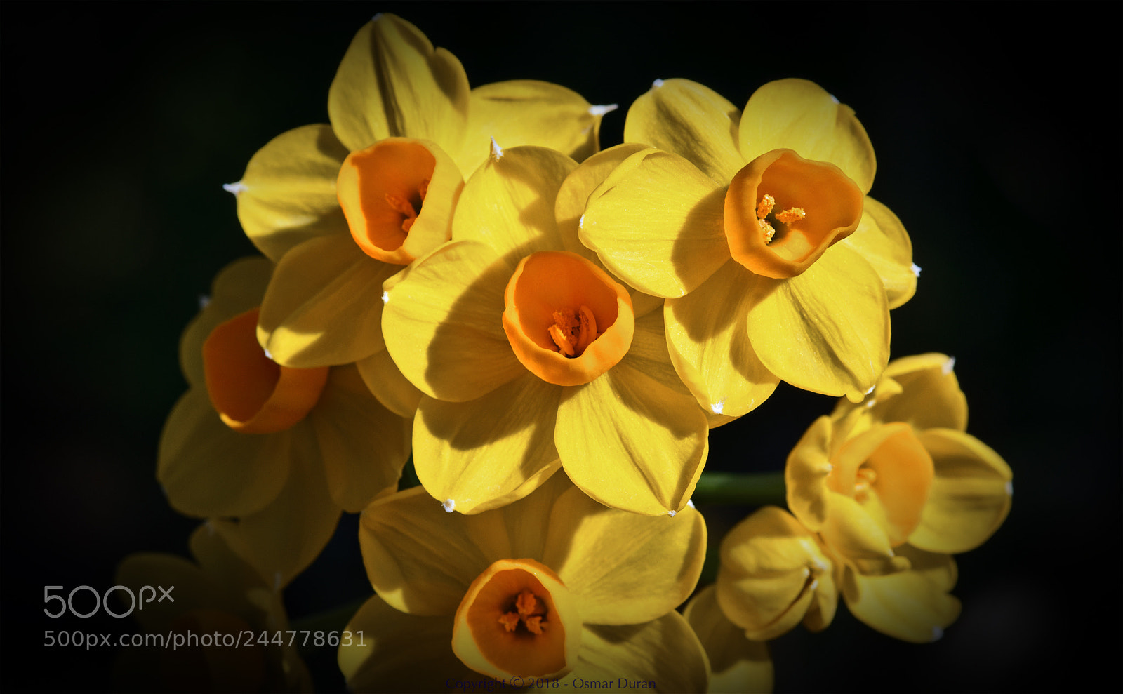 Nikon D300 sample photo. Narcissus grand soleil d'or photography