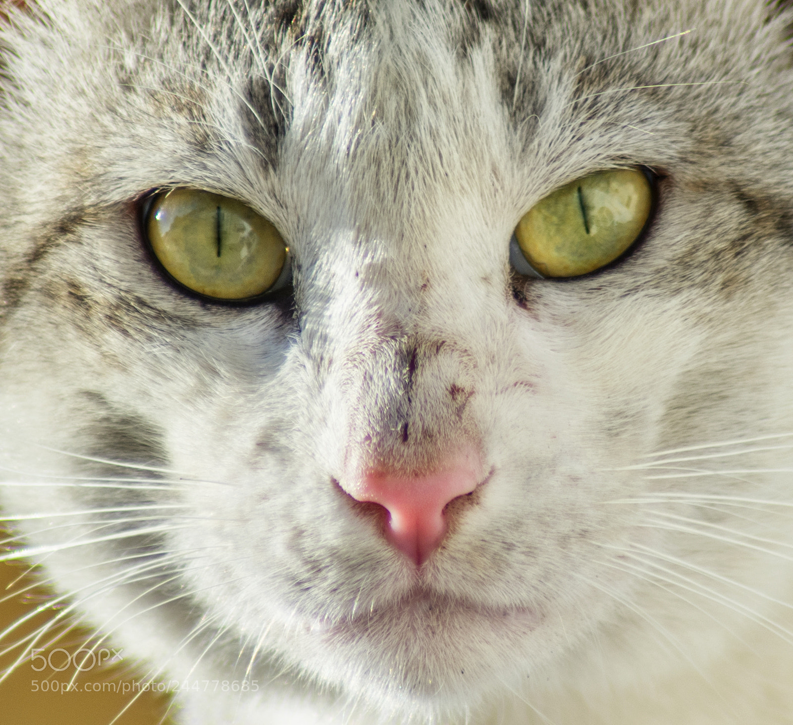 Nikon D3400 sample photo. The portrait of the photography