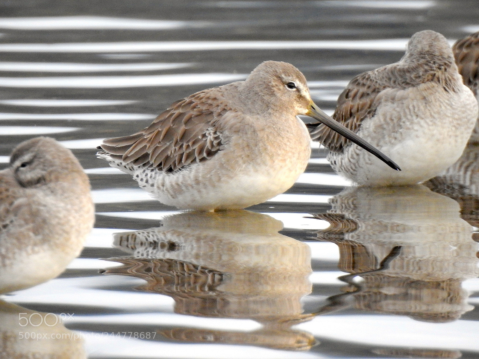 Nikon Coolpix P900 sample photo. Long-billed dowitcher photography