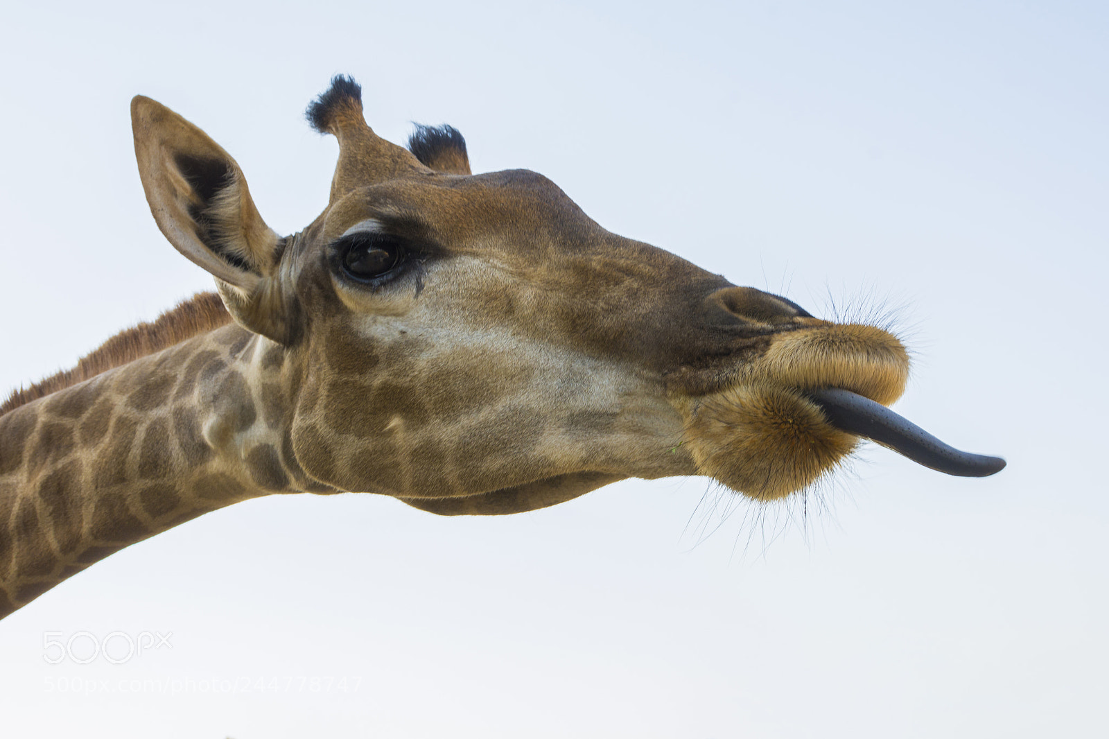 Nikon D7100 sample photo. Giraffe photography