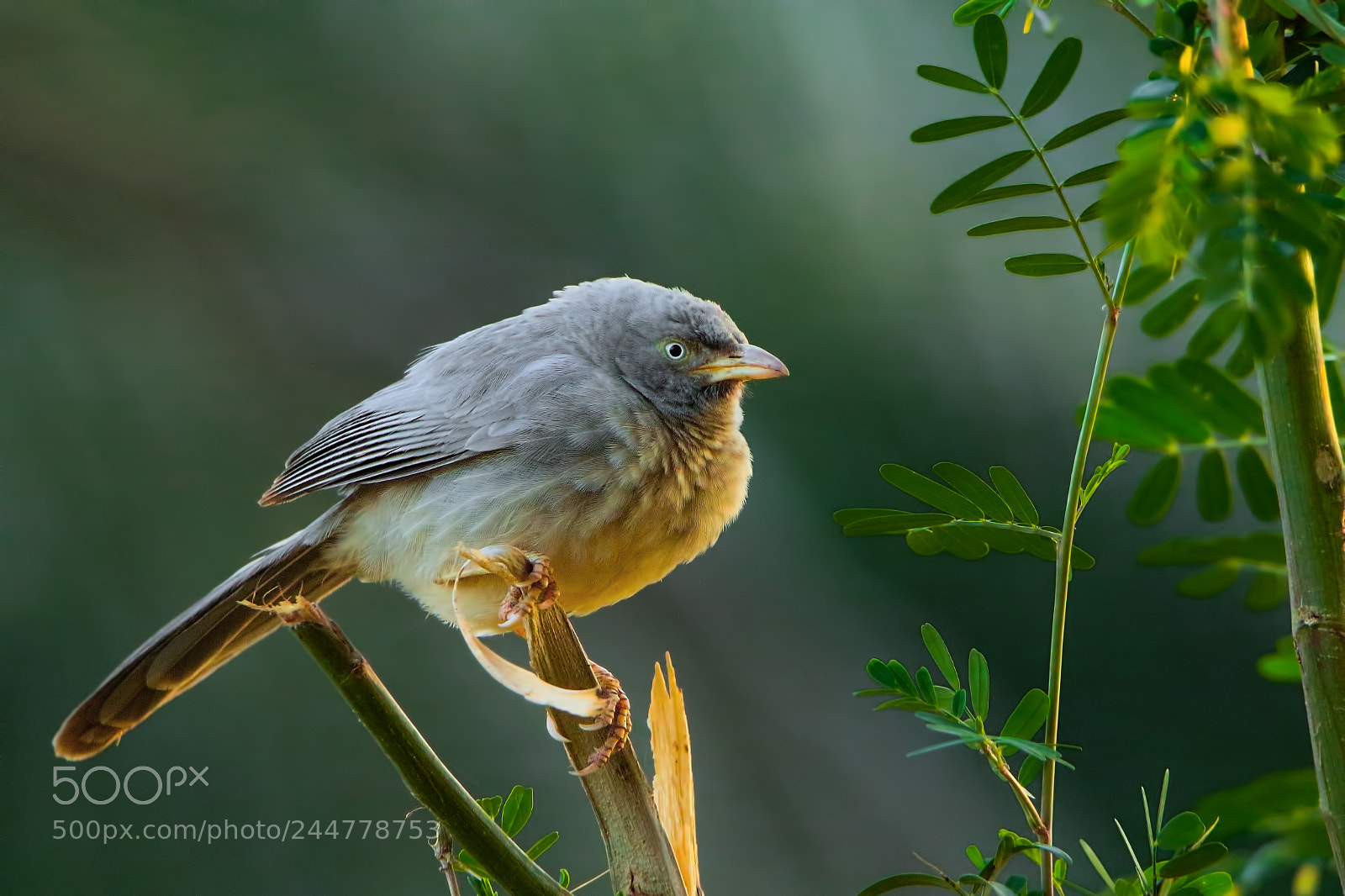 Canon EOS 7D Mark II sample photo. Jungle babbler photography