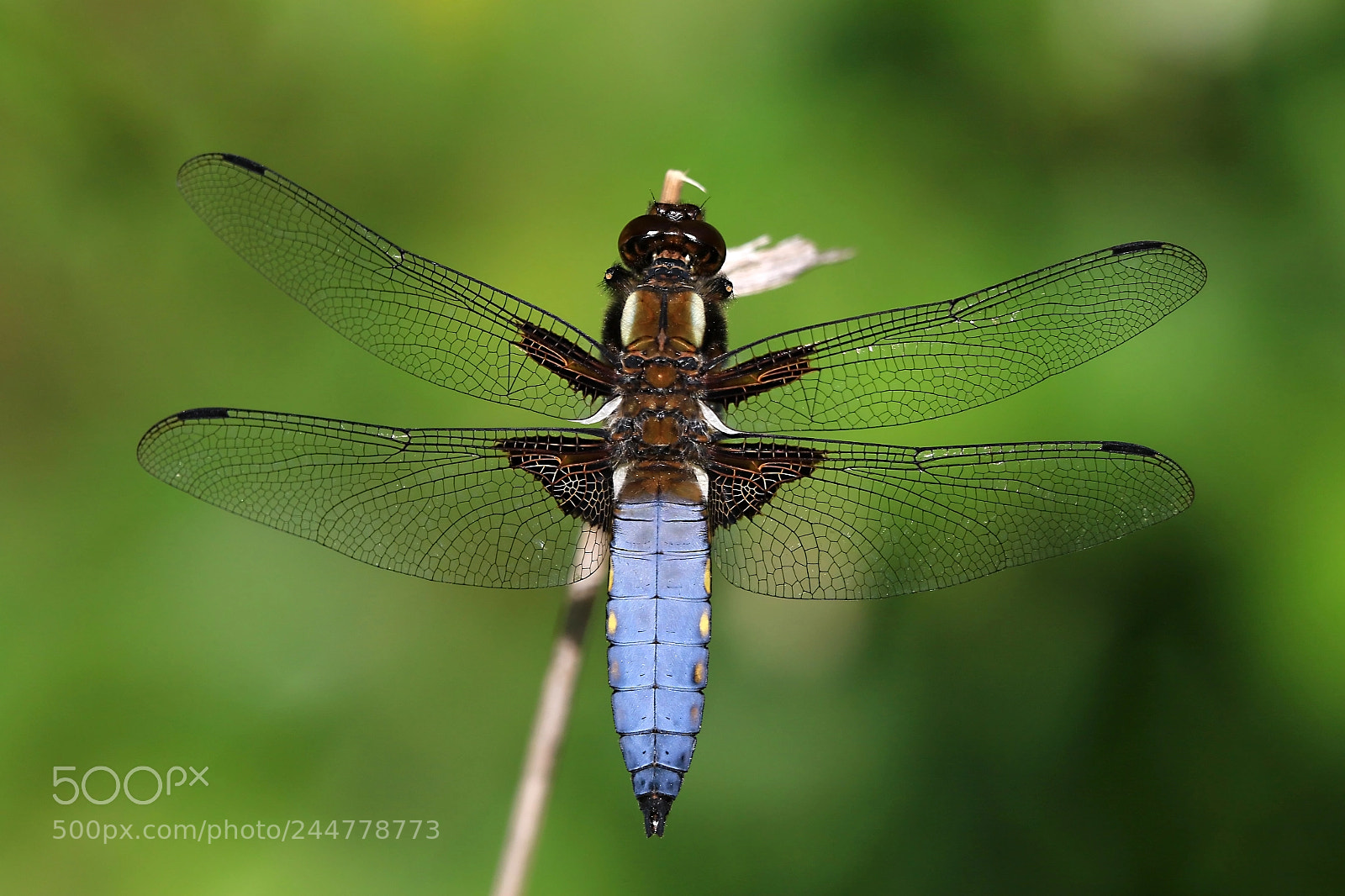 Canon EOS 7D Mark II sample photo. Libellula depressa photography