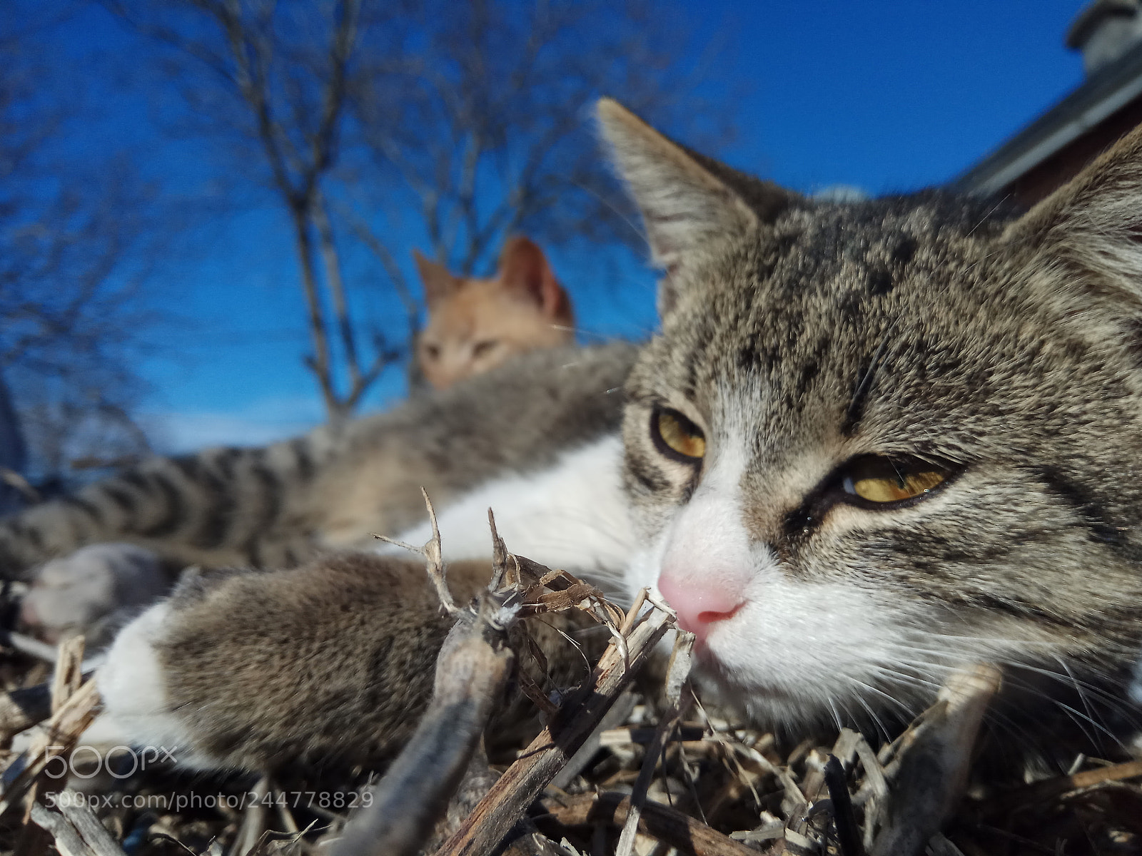 Xiaomi Redmi Note 4 sample photo. Untitled photography