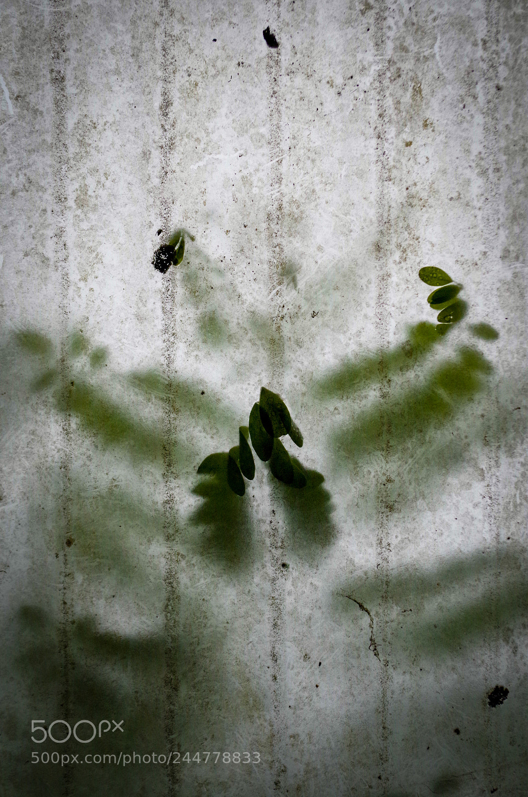 Pentax K-50 sample photo. Ghost branch photography