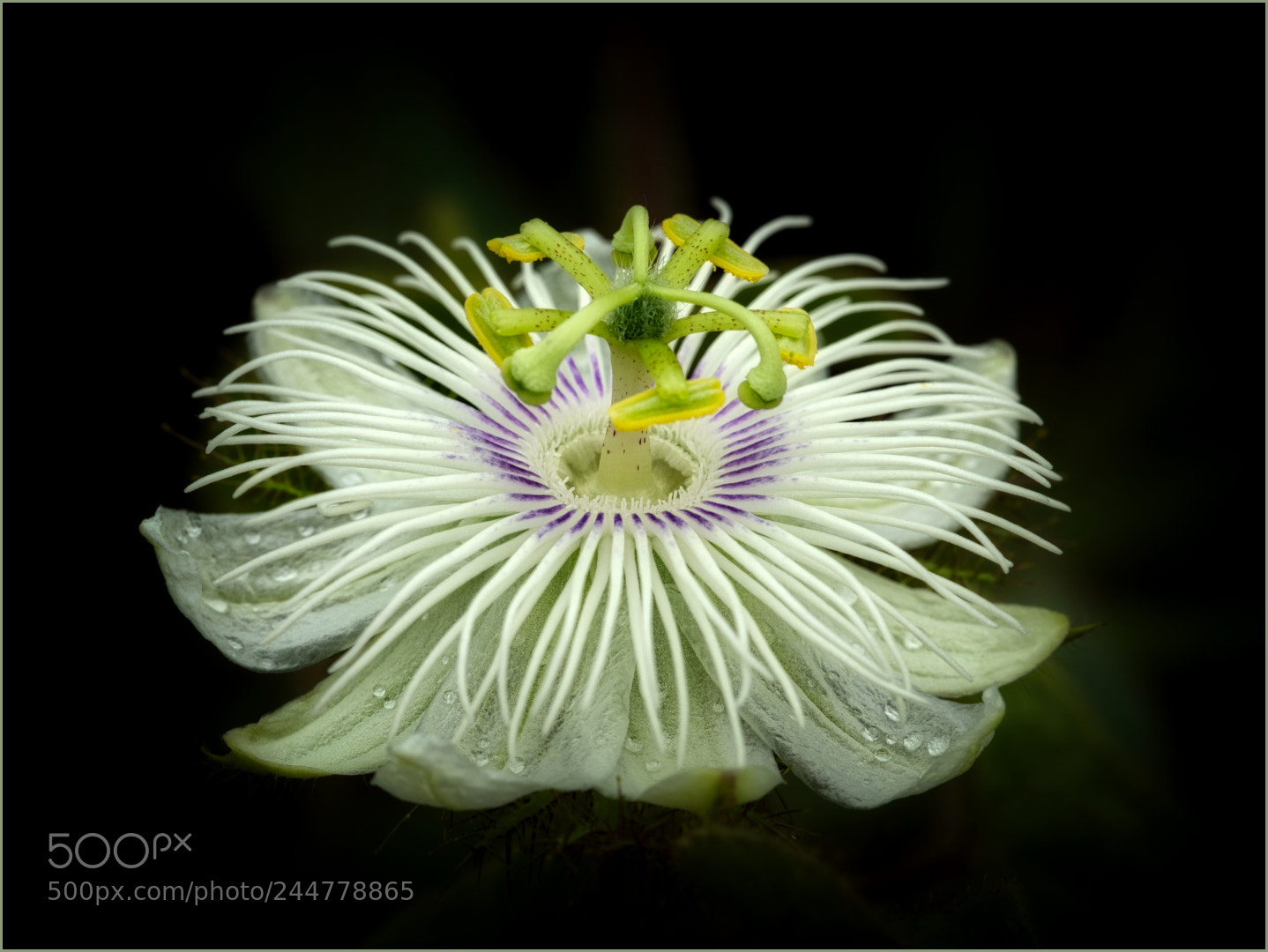 Olympus OM-D E-M1 Mark II sample photo. Passiflora foetida photography
