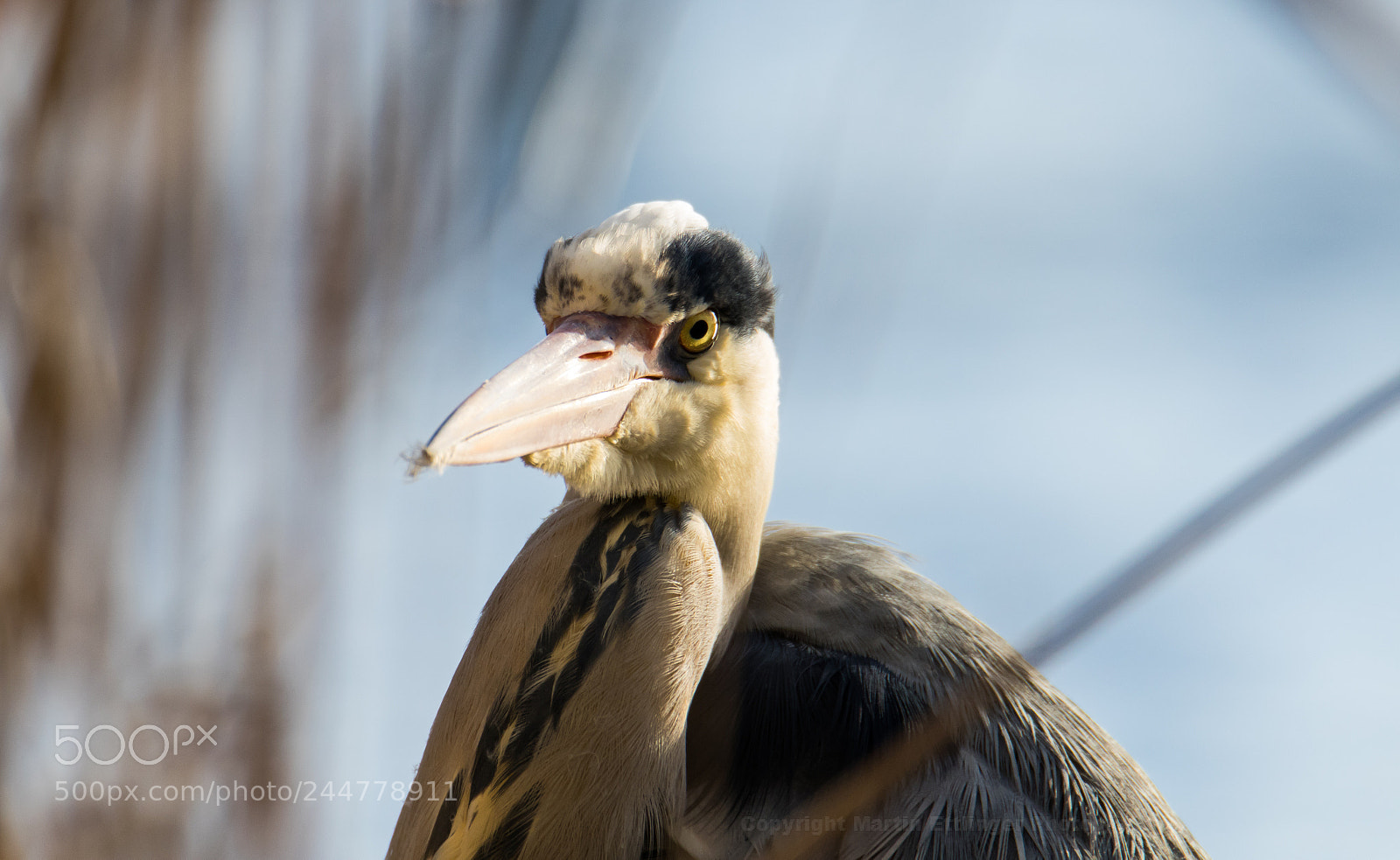 Canon EOS 7D Mark II sample photo. Grey heron close up 01022018 photography