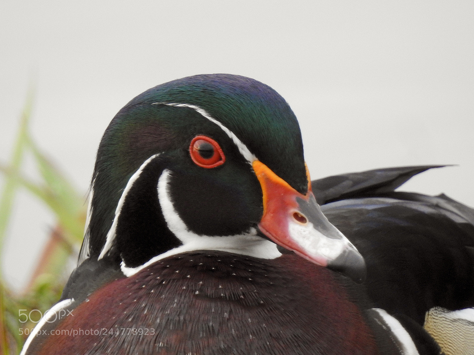 Nikon Coolpix P900 sample photo. Wood duck photography