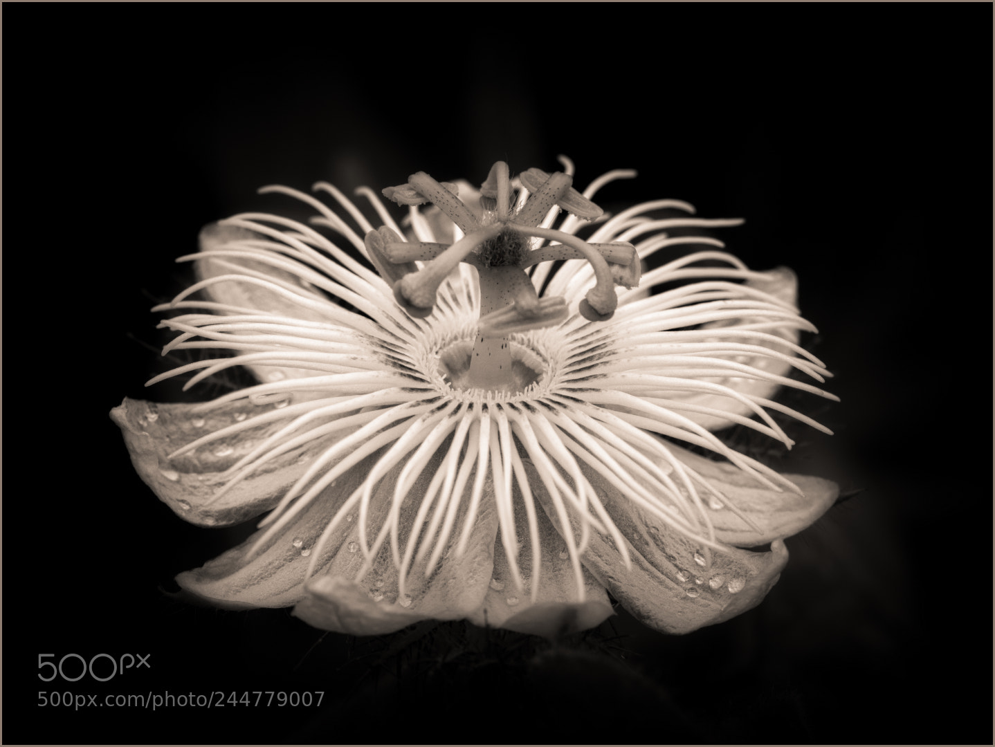 Olympus OM-D E-M1 Mark II sample photo. Passiflora foetida ii photography