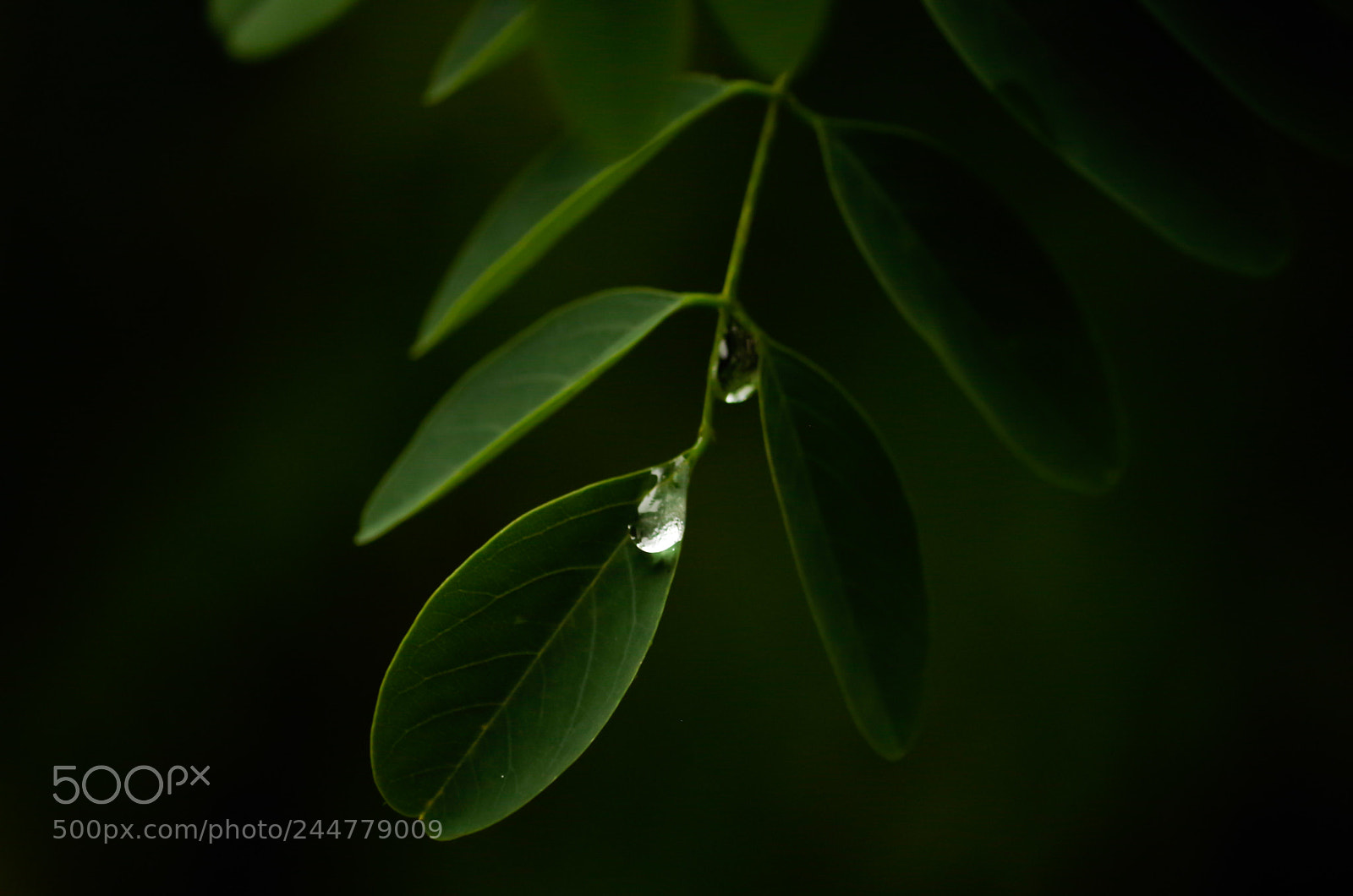 Pentax K-50 sample photo. Rain drop photography