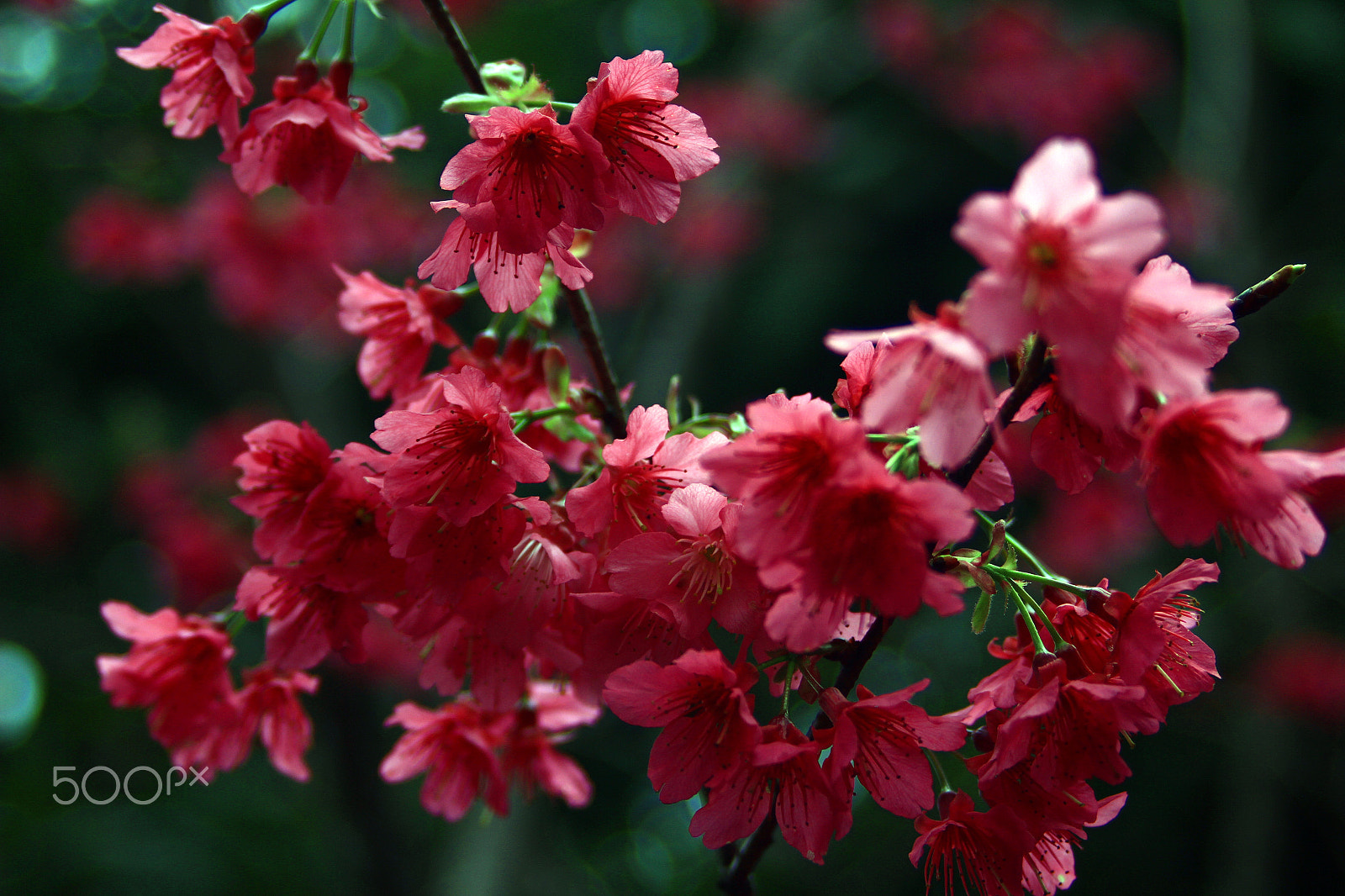 Canon EF 35-80mm f/4-5.6 sample photo. 春櫻  spring cherry blossoms photography