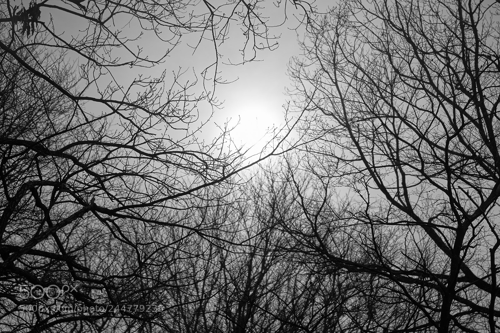 Sony a7 sample photo. Trees 121 photography