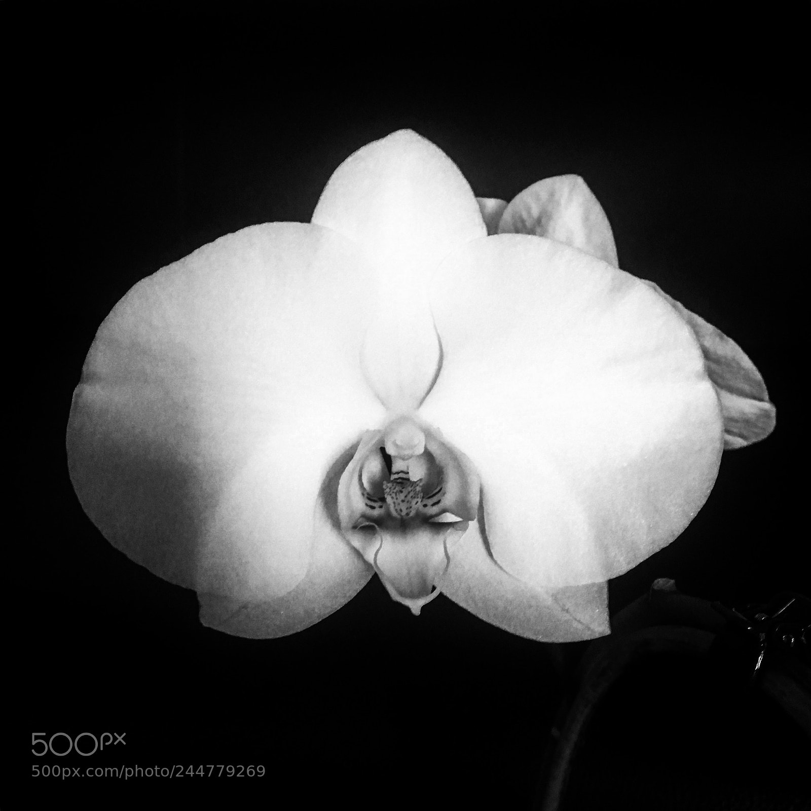 Apple iPhone 6s sample photo. Black and white orchid photography