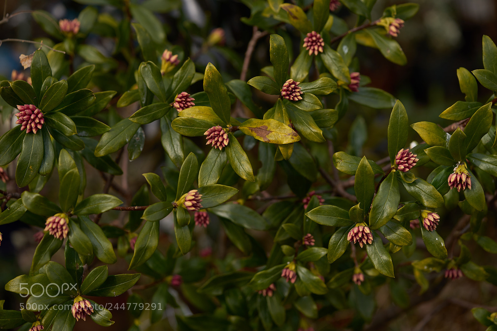 Sony a7 sample photo. Flowers 6118 photography