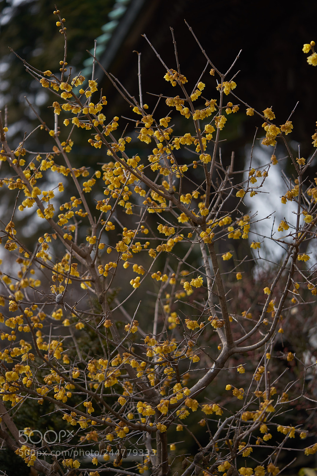 Sony a7 sample photo. Flowers 6119 photography