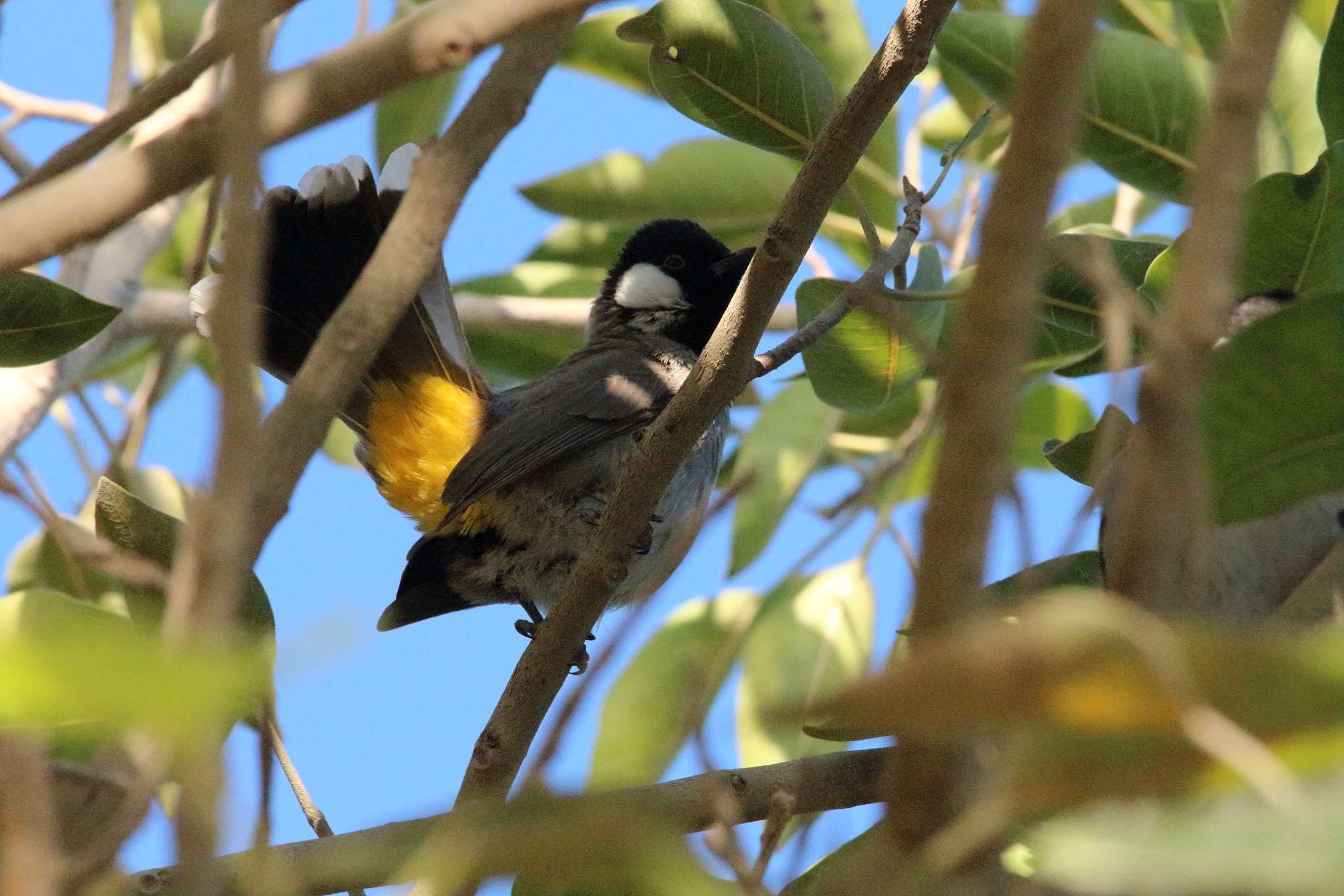 Canon EF-S 55-250mm F4-5.6 IS STM sample photo. Ab clicks () photography