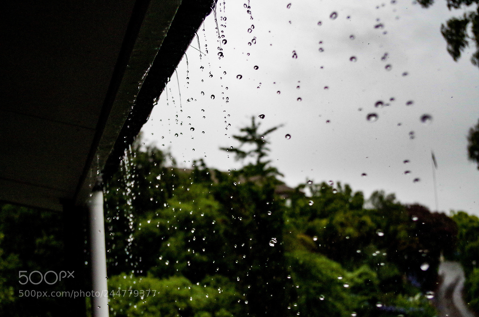 Pentax K-50 sample photo. Downpour photography