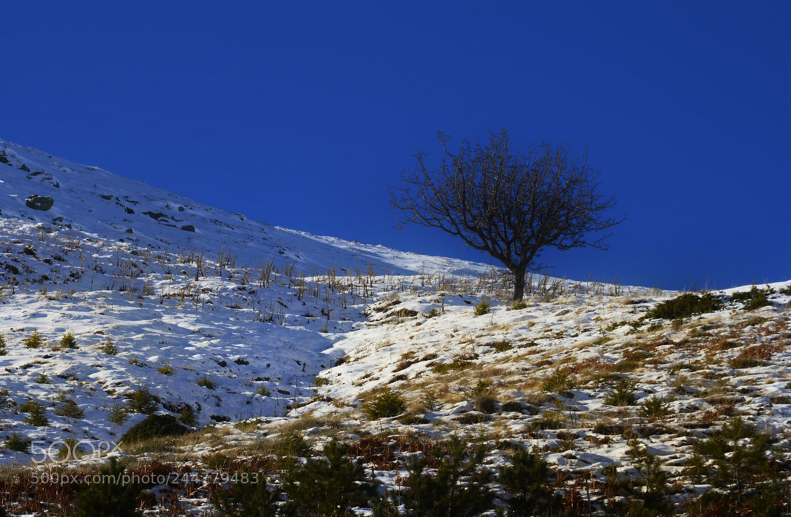 Nikon D5100 sample photo. Nature photography