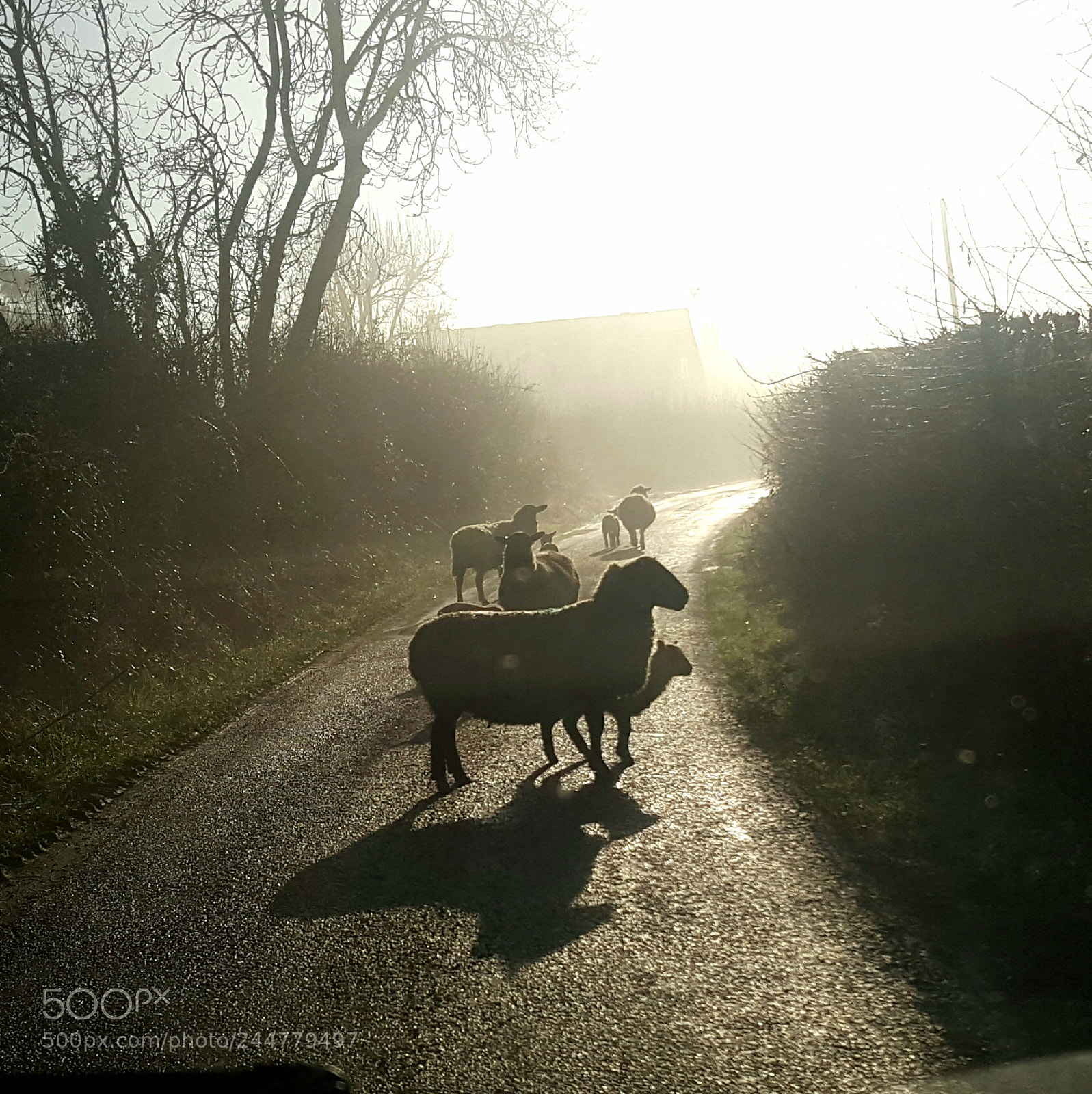 Samsung GALAXY S6 edge sample photo. Untitled photography
