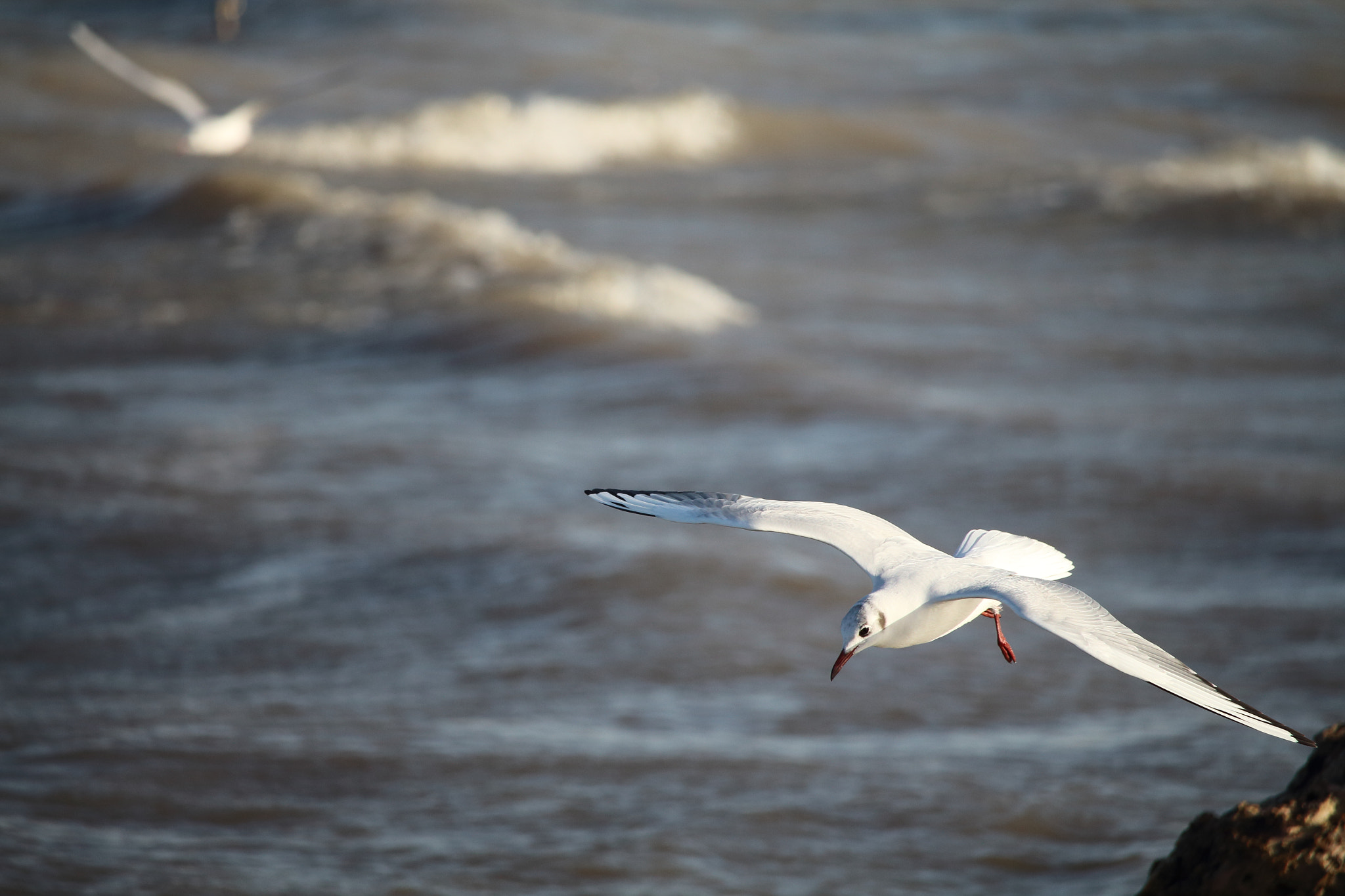 Canon EF-S 55-250mm F4-5.6 IS STM sample photo. Ab clicks () photography