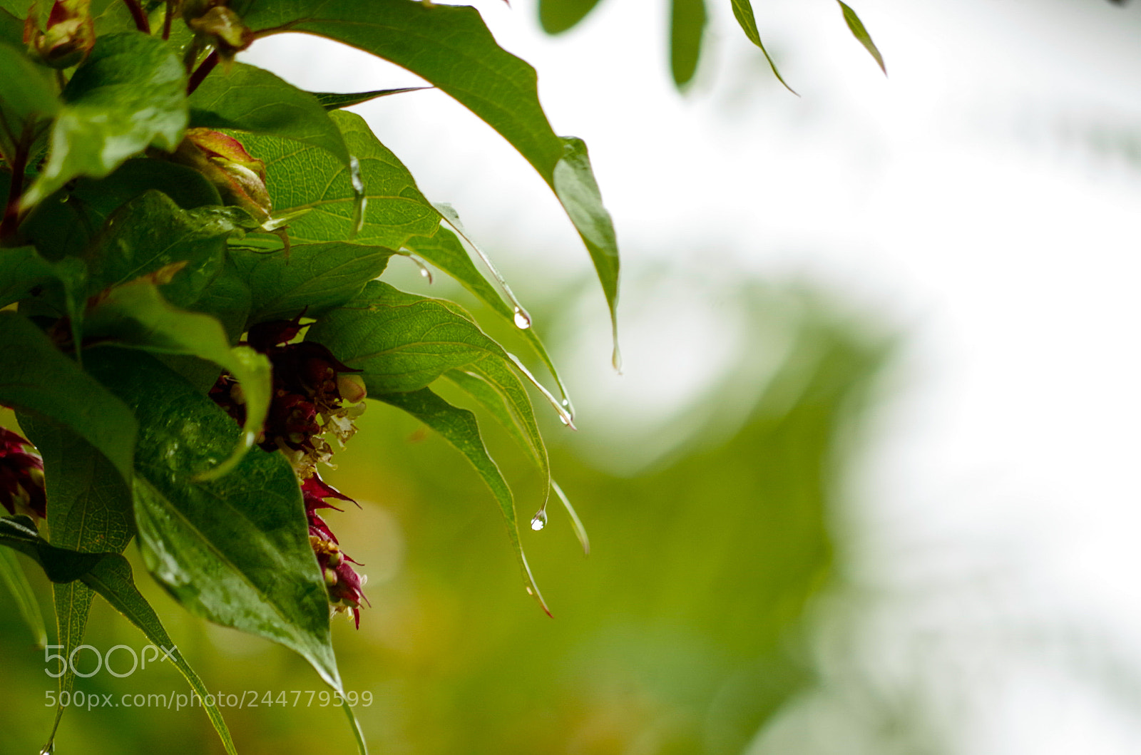 Pentax K-50 sample photo. Untitled photography