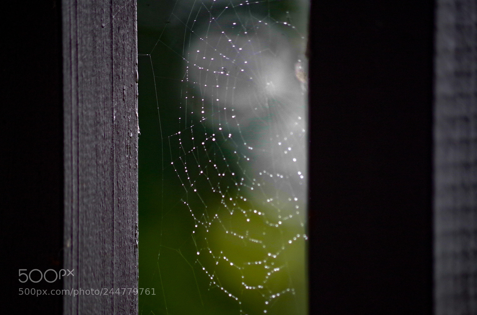 Pentax K-50 sample photo. Web photography