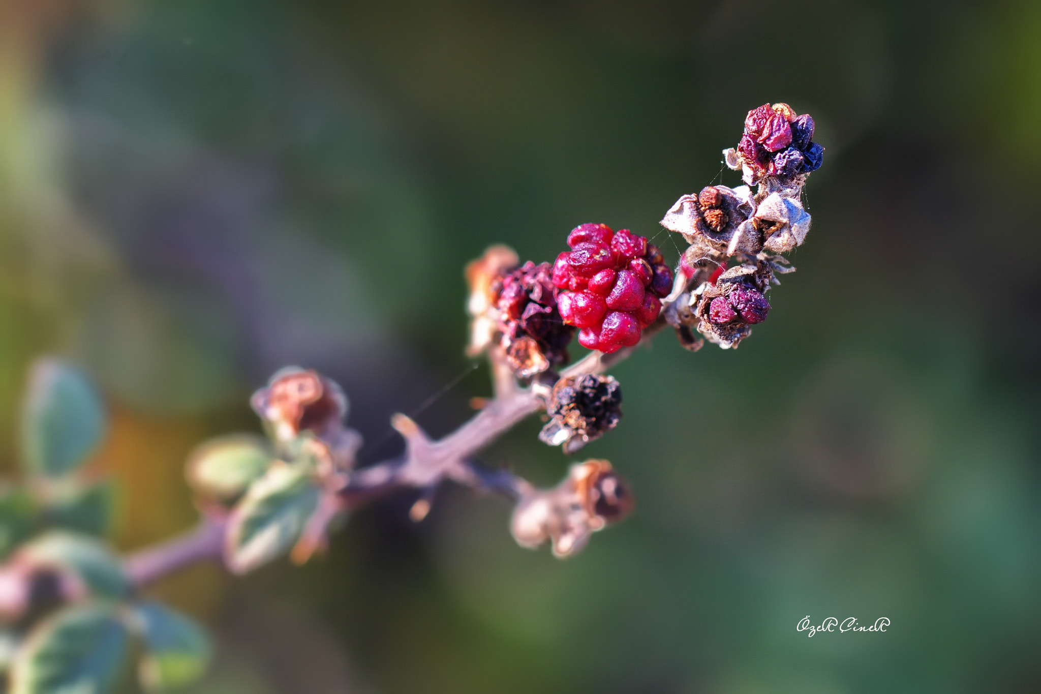 Canon EF 100mm F2.8L Macro IS USM sample photo. Once upon a time ... photography
