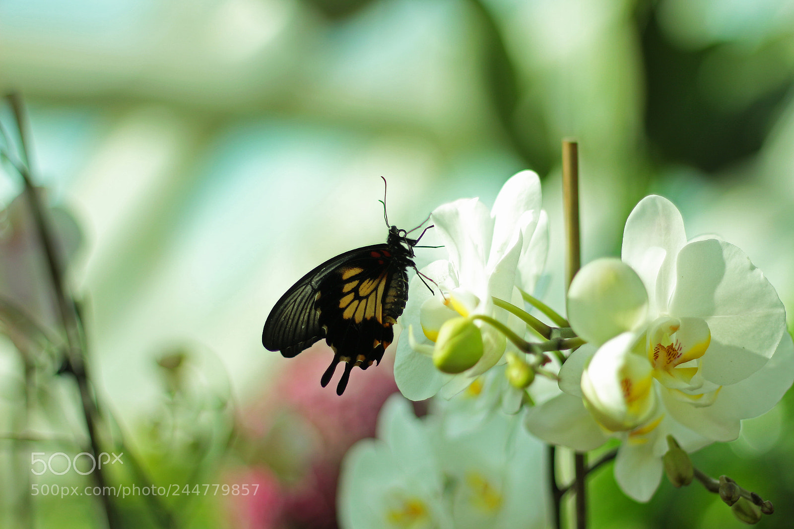 Canon EOS 650D (EOS Rebel T4i / EOS Kiss X6i) sample photo. Orchid vs butterfly photography