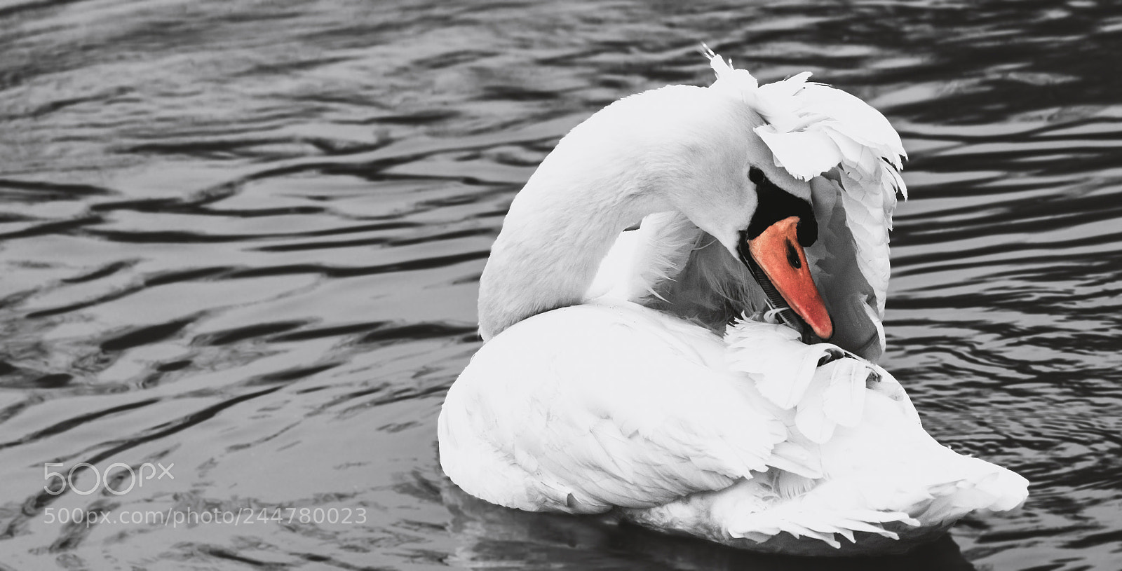 Canon EOS 7D Mark II sample photo. Swan photography