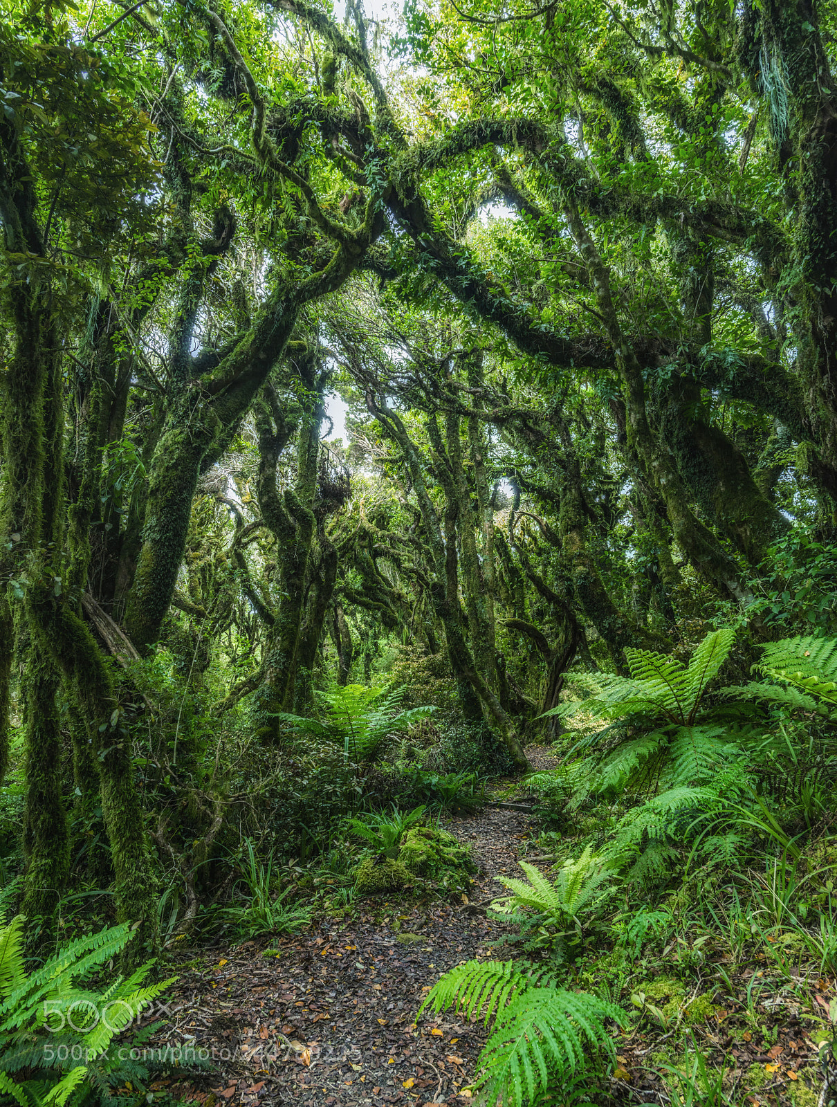 Nikon D800 sample photo. Walking track in forest photography