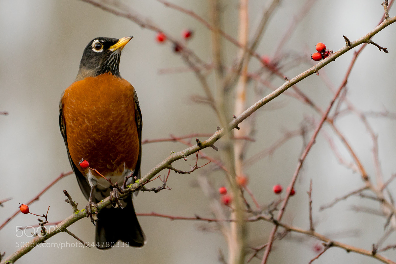 Sony a7R III sample photo. American robin photography