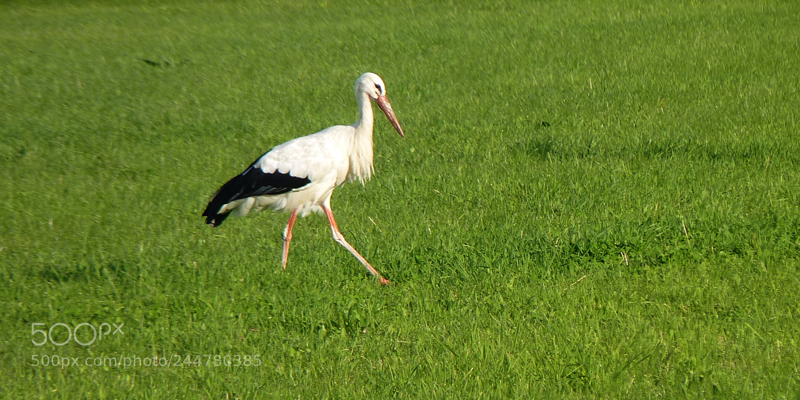 Panasonic Lumix DMC-FZ35 (Lumix DMC-FZ38) sample photo. Stork photography