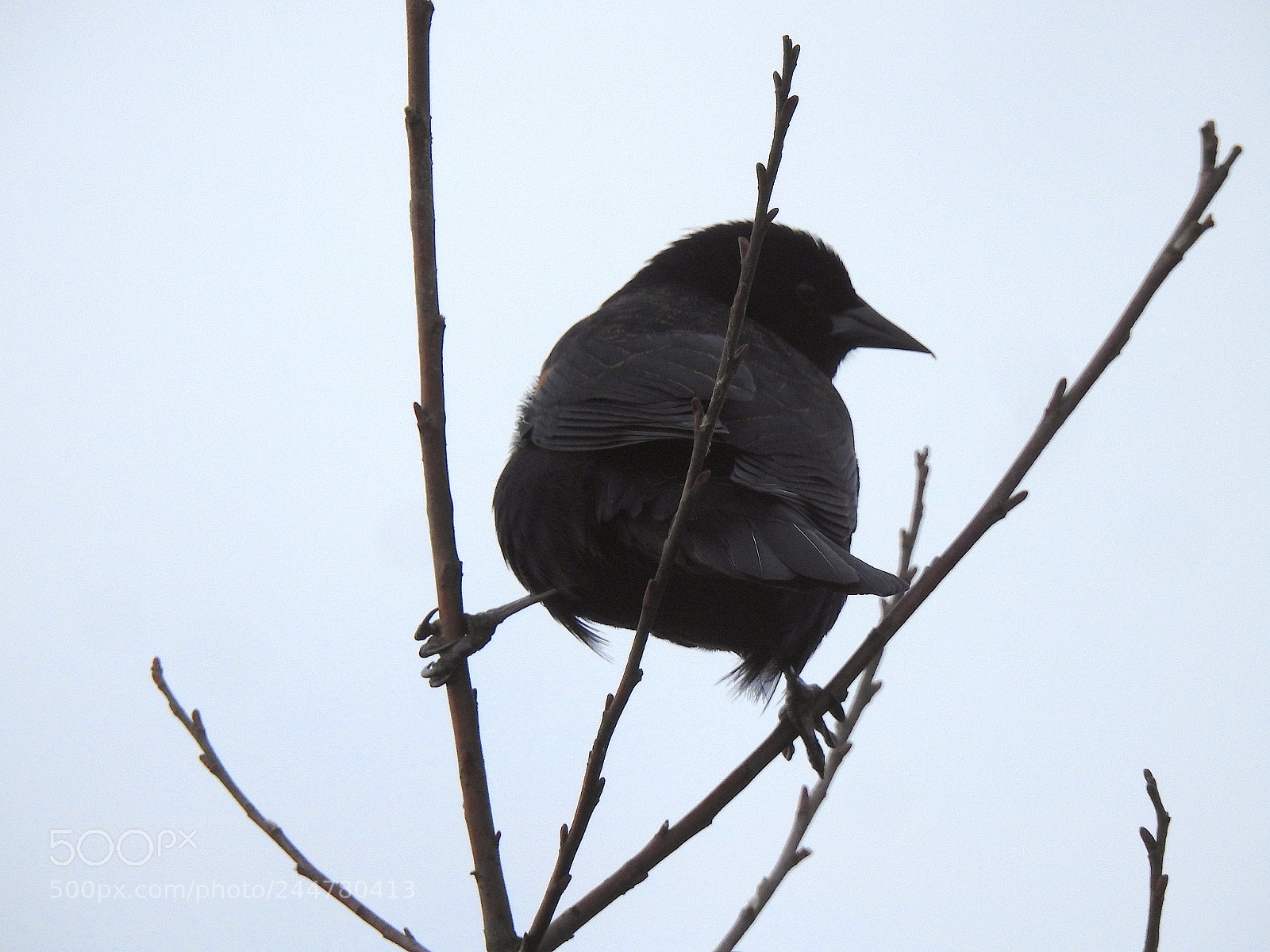 Nikon Coolpix P900 sample photo. Red-winged blackbird photography
