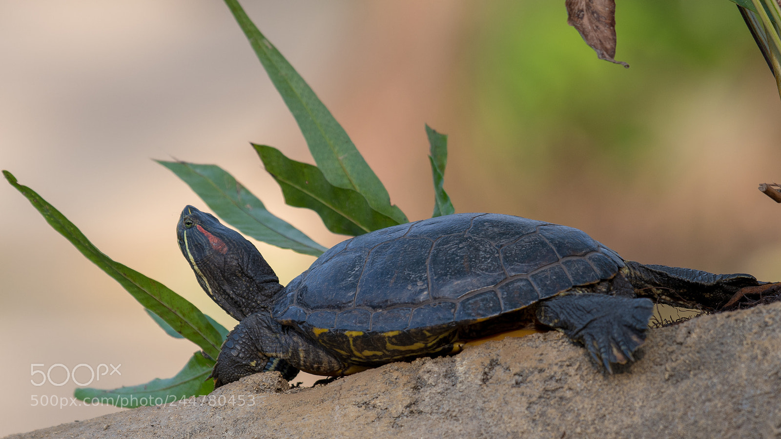 Nikon D500 sample photo. Schildpad photography