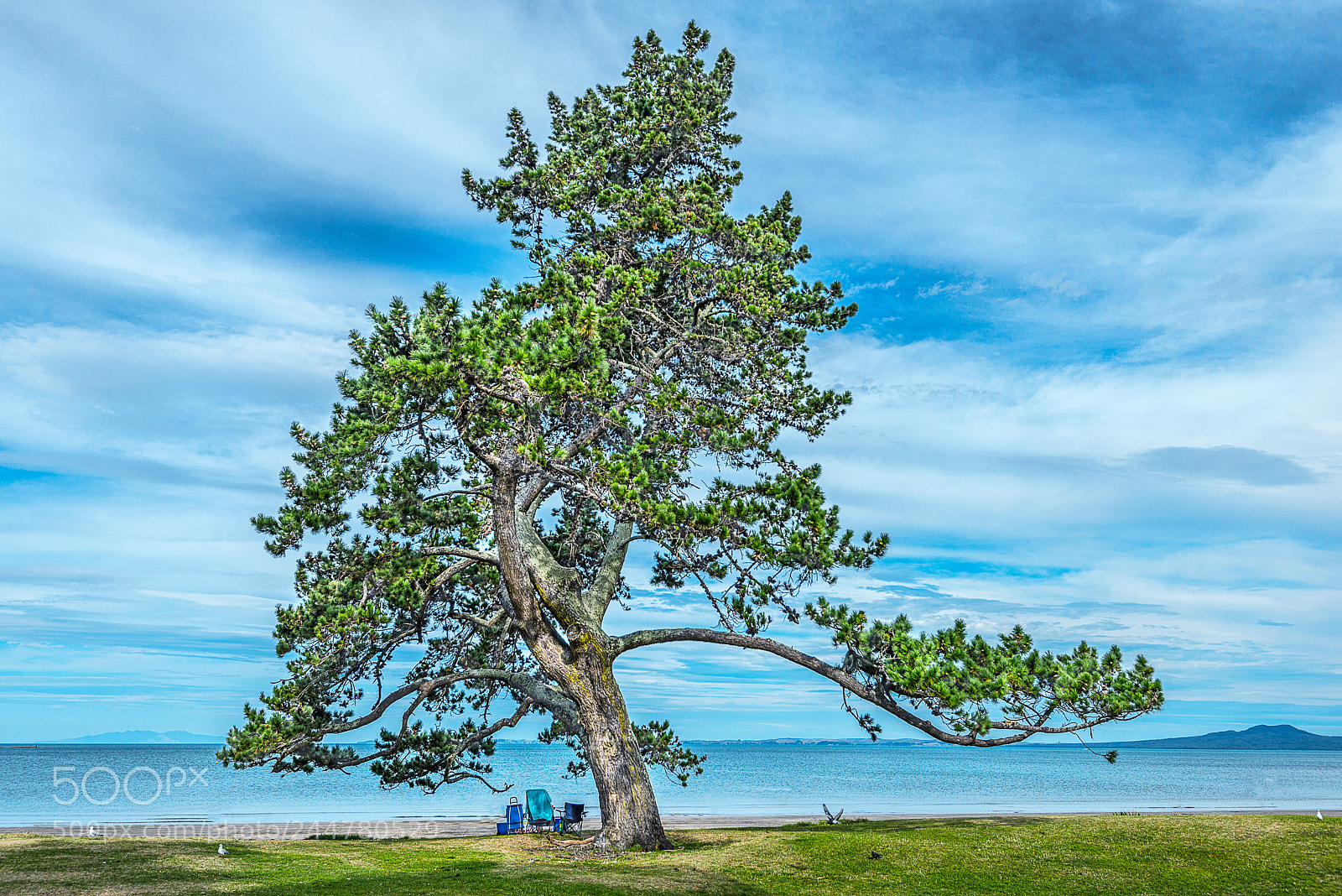 Nikon D800 sample photo. Beach tree photography