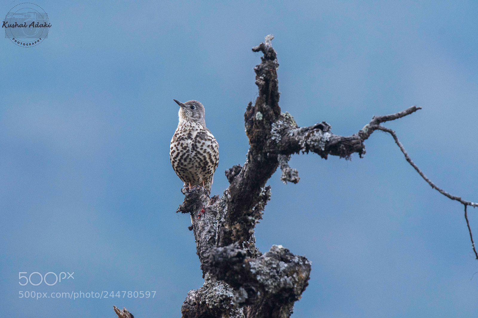 Nikon D500 sample photo. Mistle thrush photography