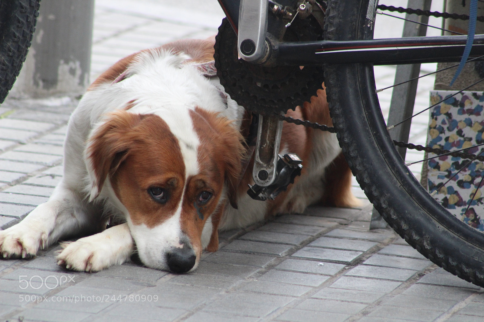 Canon EOS 1300D (EOS Rebel T6 / EOS Kiss X80) sample photo. Triste dog ... photography