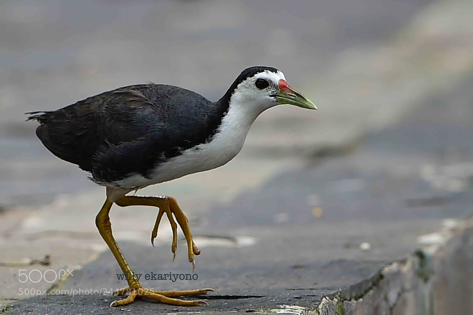 Nikon D4S sample photo. Amaurornis phoenicurus pennant, 1769 photography