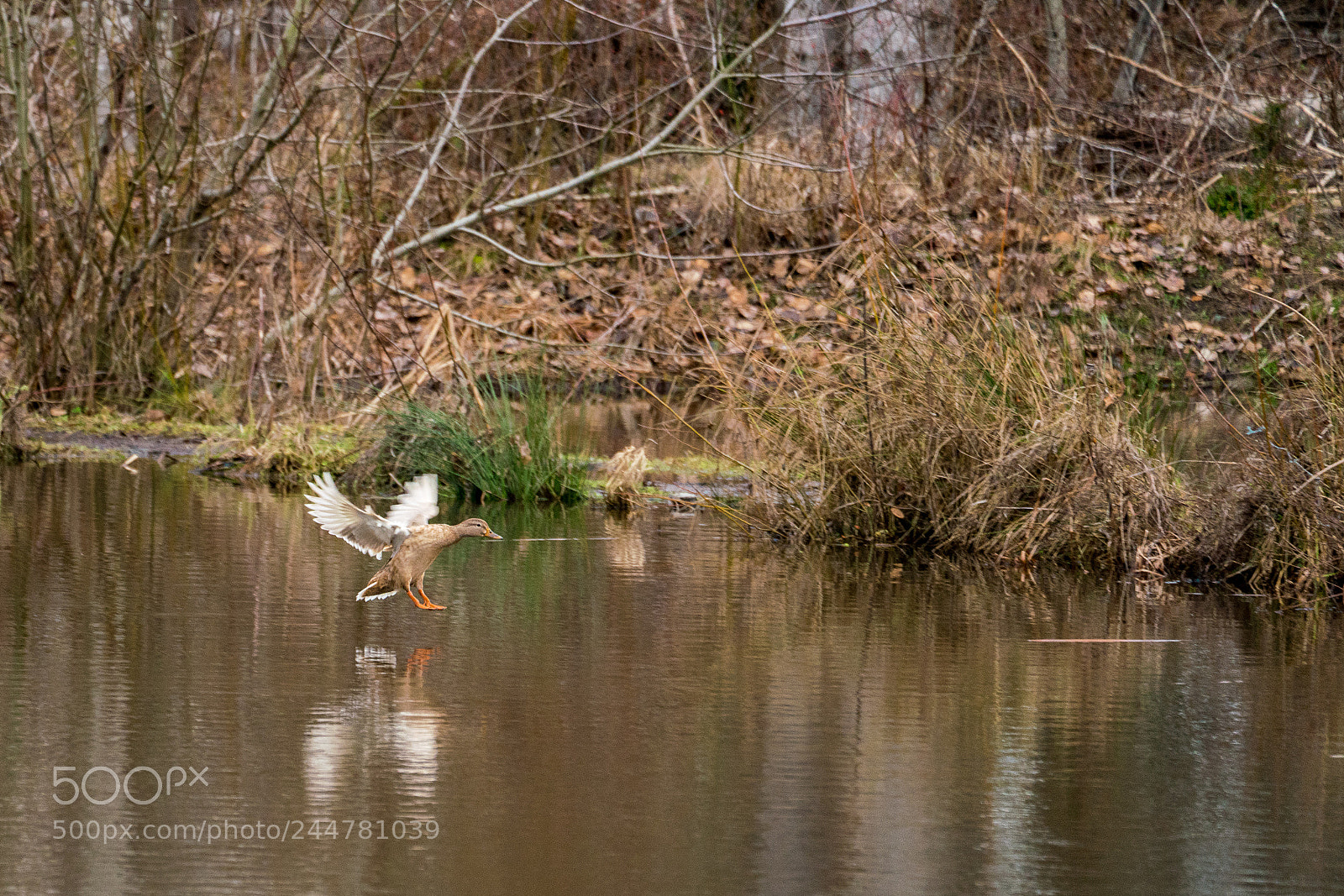 Sony a7R III sample photo. Mallard landing on a photography
