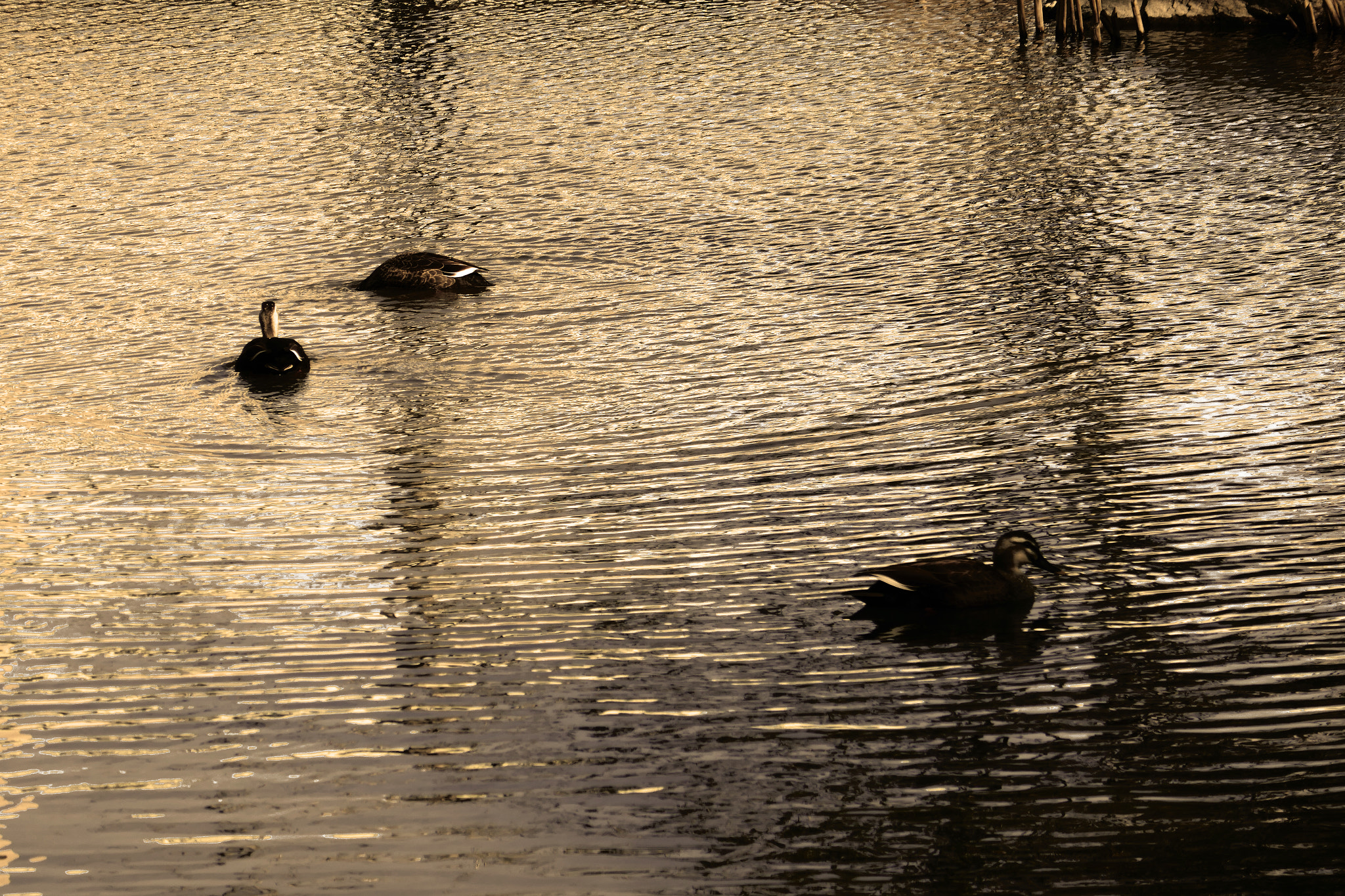 Panasonic DMC-TX1 sample photo. 夕暮れのぼっち photography