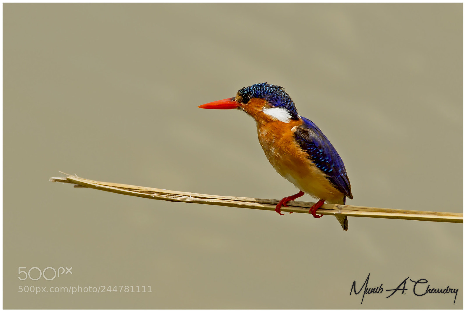 Canon EOS-1D Mark IV sample photo. The beautiful kingfisher! photography