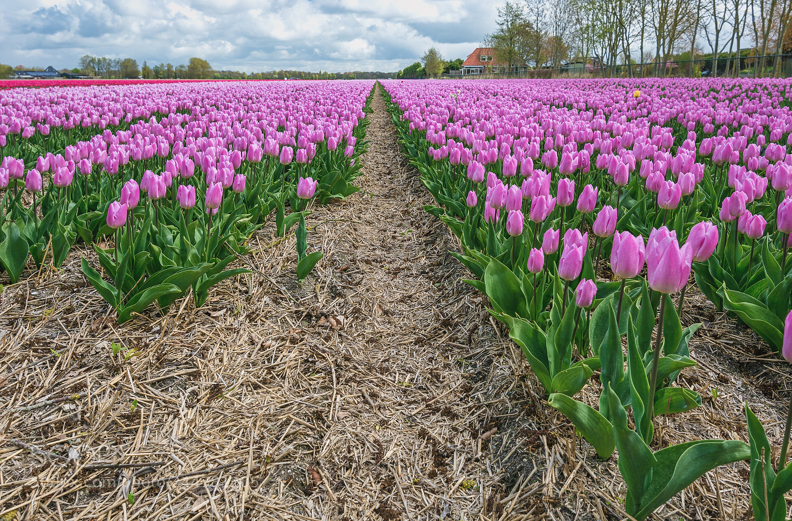 Nikon D7100 sample photo. The beautiful and colorful photography