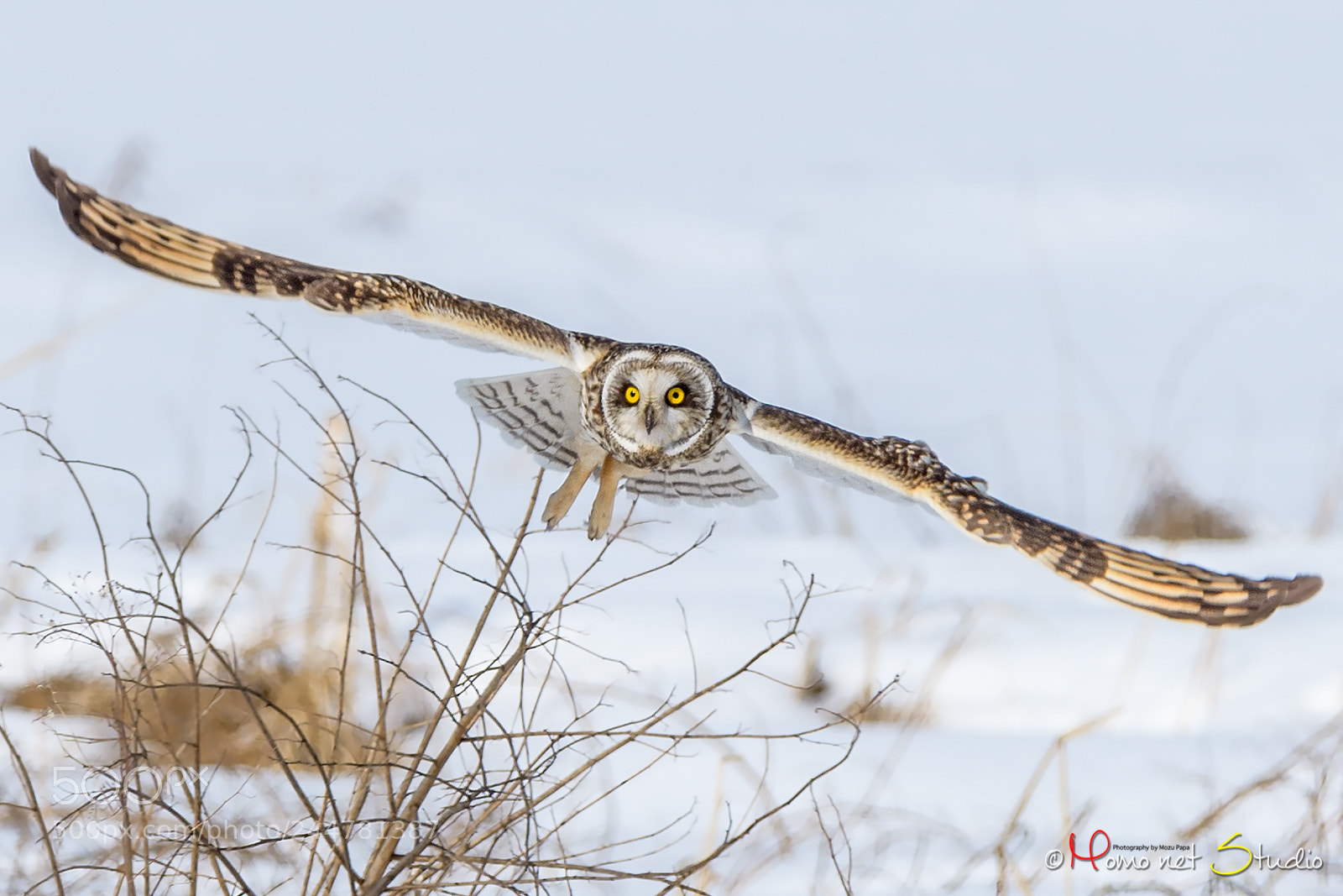 Nikon D500 sample photo. Snowy short-eared owl photography