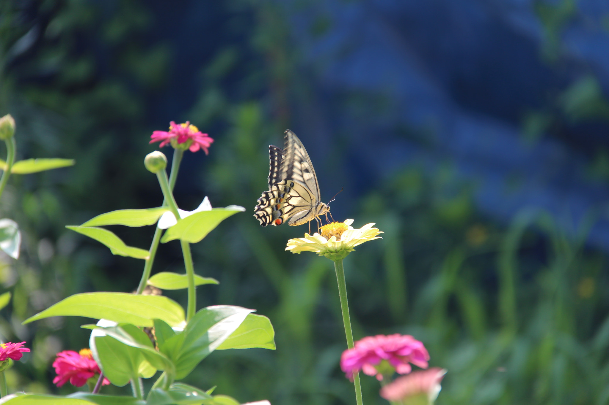 Canon EF-S 18-200mm F3.5-5.6 IS sample photo. Img photography