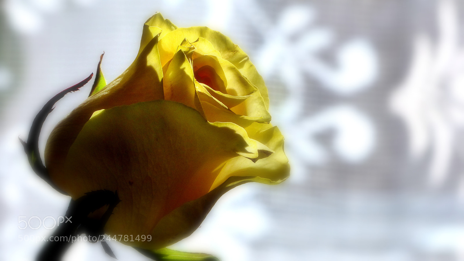 Panasonic Lumix DMC-FZ200 sample photo. Yellow rose. photography