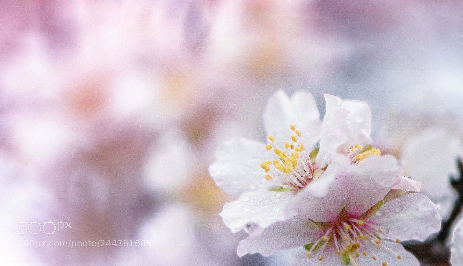Nikon D850 sample photo. Rainy spring photography