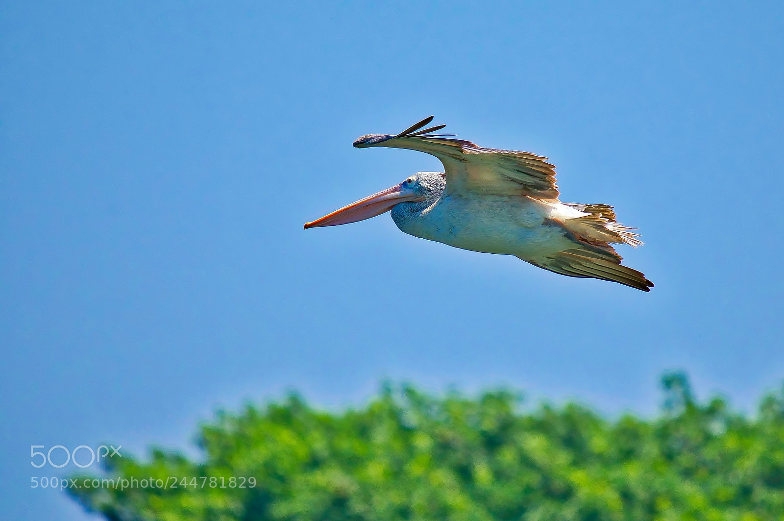 Olympus OM-D E-M1 Mark II sample photo. Pelican express photography
